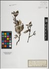 Foto von Salix lapponum L.